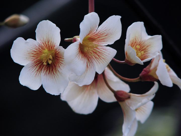 七律?攀畢業(yè)墻